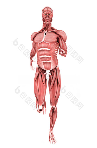 人体正面跑步姿势的<strong>肌肉</strong>示例图