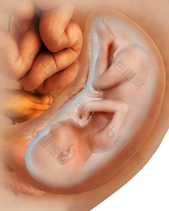 36周的胎儿成长发育图