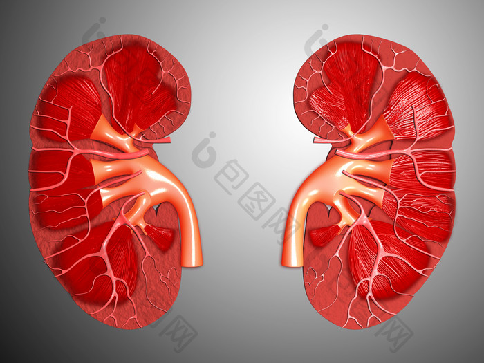 人体肾脏器官组织