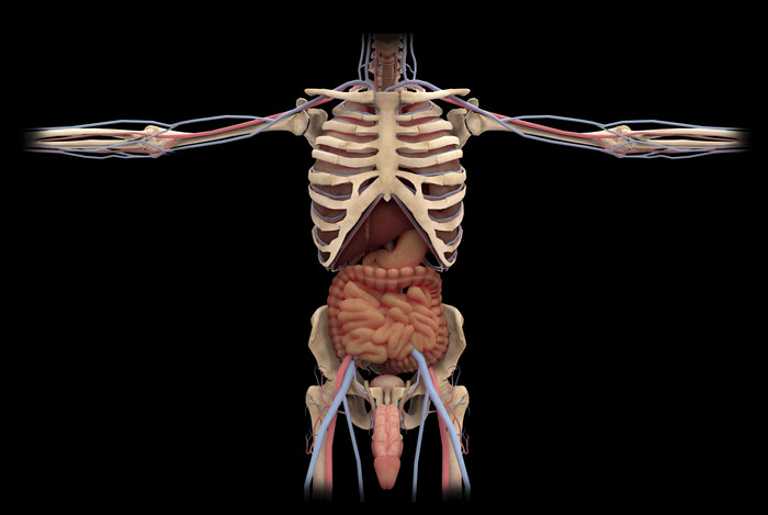人体骨架肠道器官