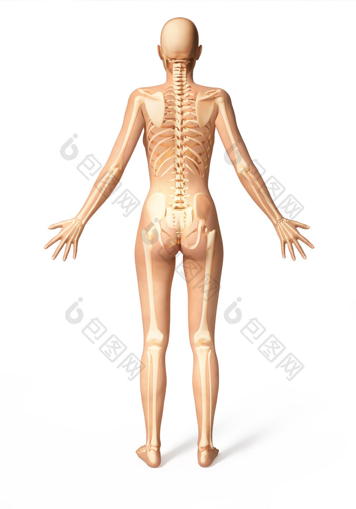 三维解剖学脊柱x射线