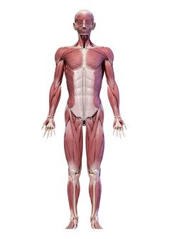 人类解剖学整具肌肉分布例图