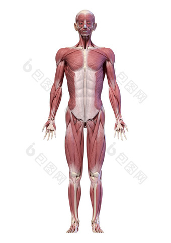 人类解剖学整具肌肉分布例图