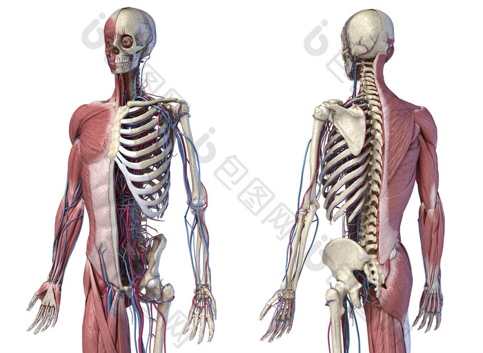 人类解剖学骨架交叉示例图