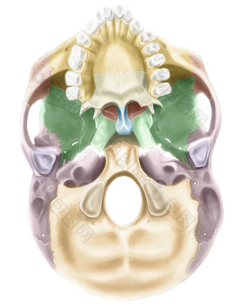 人体头骨解剖插图