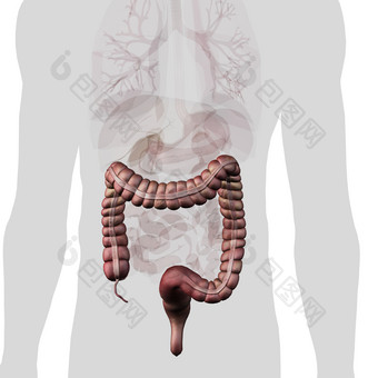 人体大肠分布图摄影图