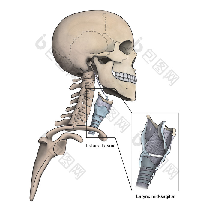 人体侧视喉道示例解剖图