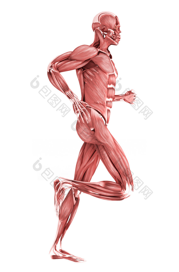 人体跑步姿势的肌肉结构图