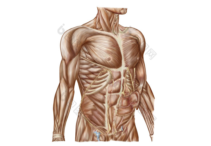 人体上半身解剖图图片
