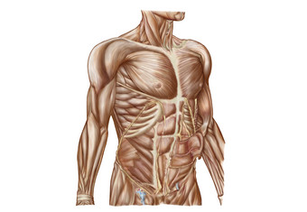 人体上半身肌肉结构图