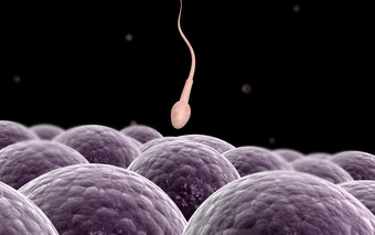 人体受精精子摄影图