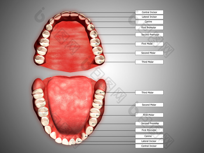 人体口腔牙齿图解