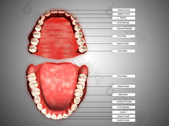 人体口腔牙齿图解