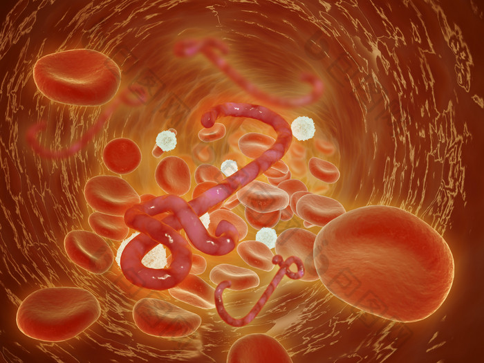 人体内部红细胞组织图