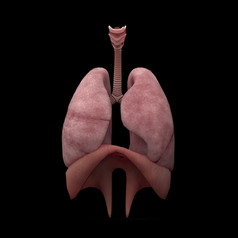 人体器官肺部食道