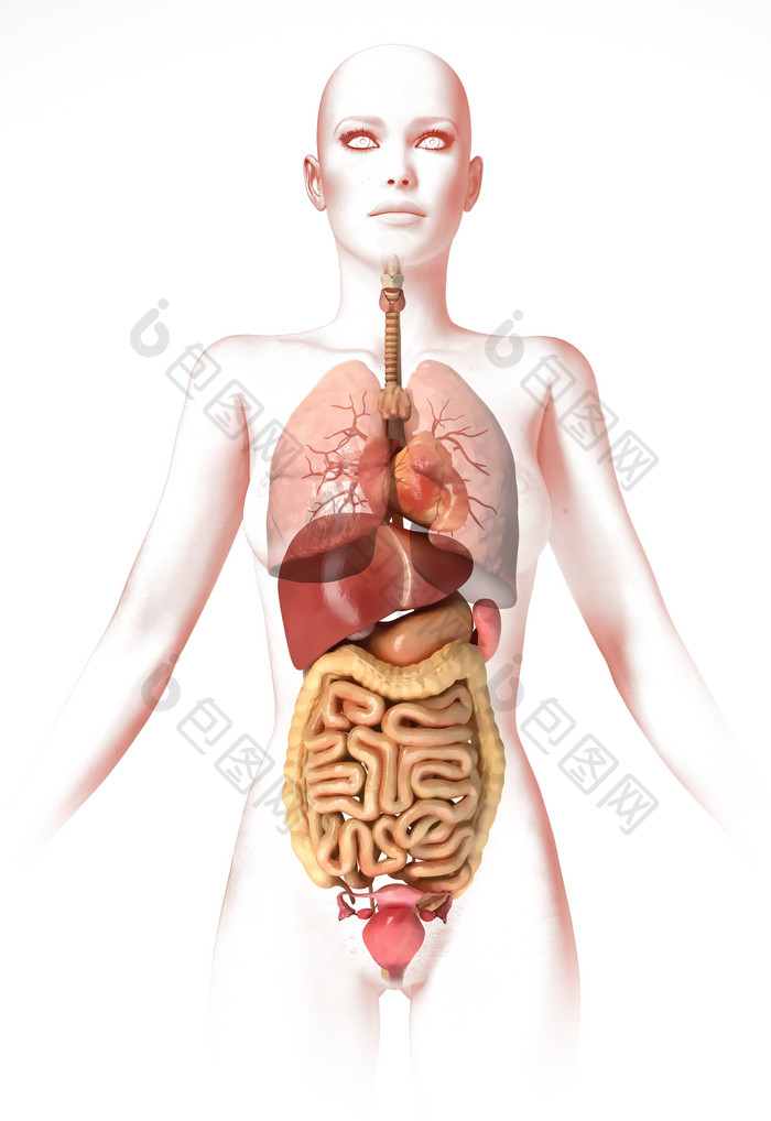 医疗膀胱乙状结肠器官