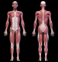 人类解剖学全身肌肉群分布示例图