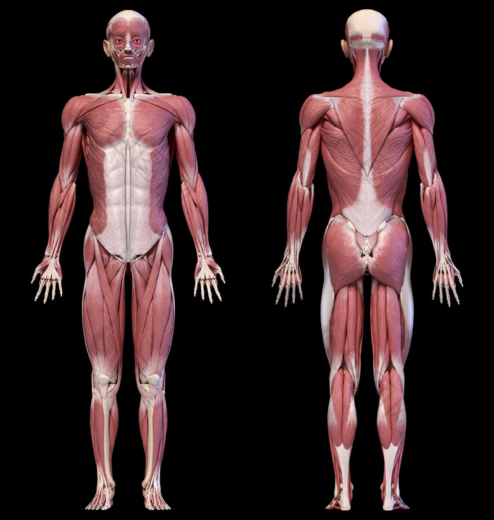 人类解剖学全身肌肉群分布示例图
