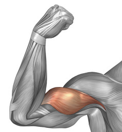 人体手臂肌肉示例插图
