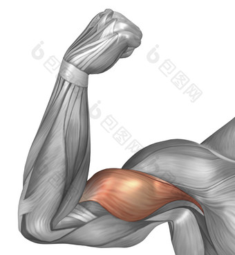 人体手臂<strong>肌肉示例</strong>插图