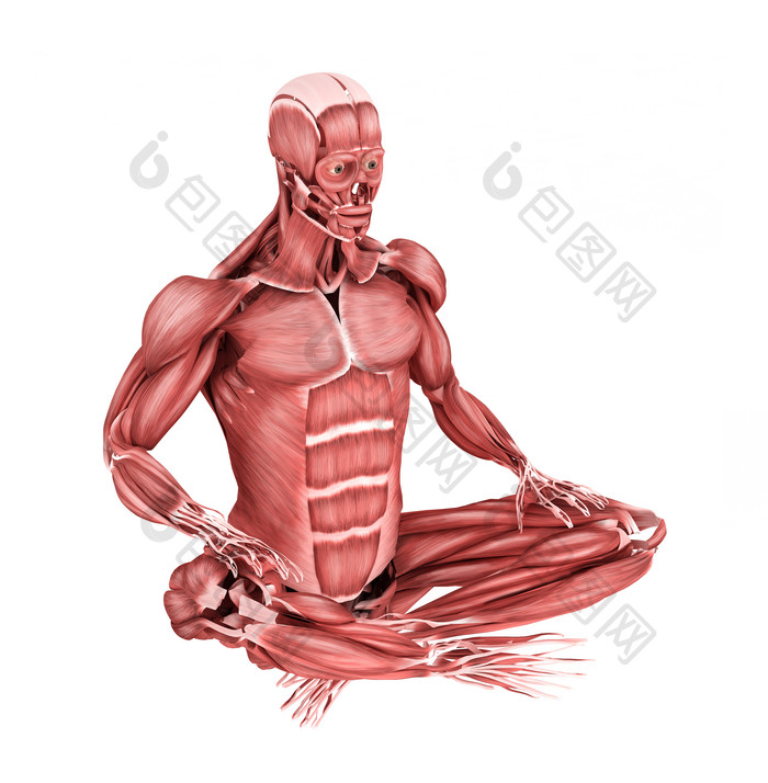 人体打坐姿势的肌肉结构图