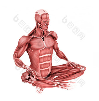 人体打坐姿势的<strong>肌肉</strong>结构图