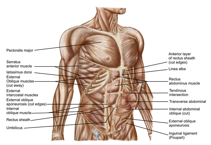 人体胸肌腹肌肌肉结构图