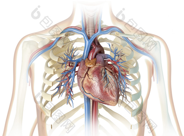 人体胸腔胸部心胸心地肋骨