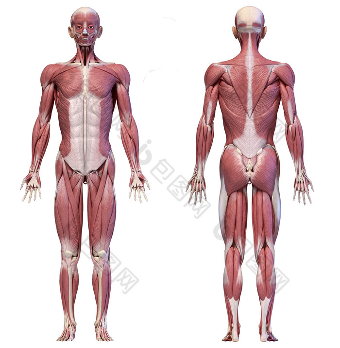 人类解剖学全身肌肉分布图