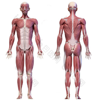 人类解剖学全身<strong>肌肉</strong>分布图