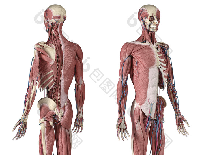 人体生物医学骨架插图