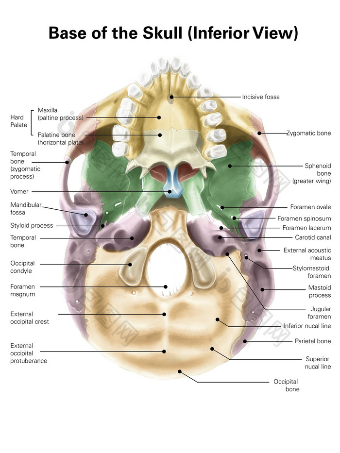 人体头骨解剖结构插图