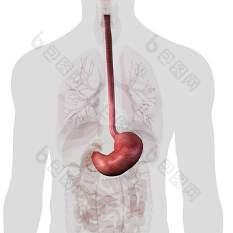 人体的胃部摄影图