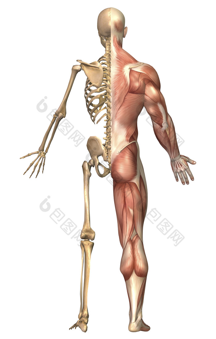 人体背部骨骼肌肉结构图