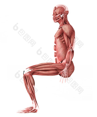 侧面人体肌肉示例图
