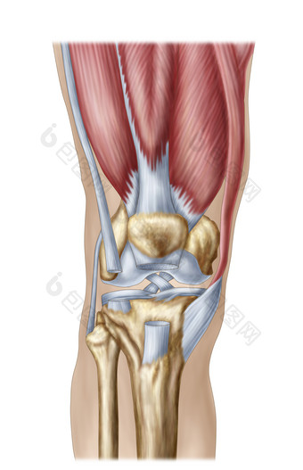 人体膝盖骨骼韧带<strong>肌肉示例</strong>图