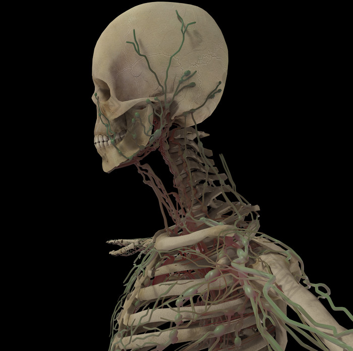 人类骨架模型生物医学