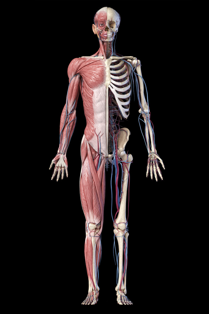 人体肌肉骨骼三维立体图
