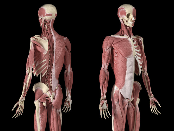 人体解剖学肌肉示例图
