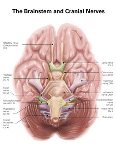 人体大脑神经解剖示例图