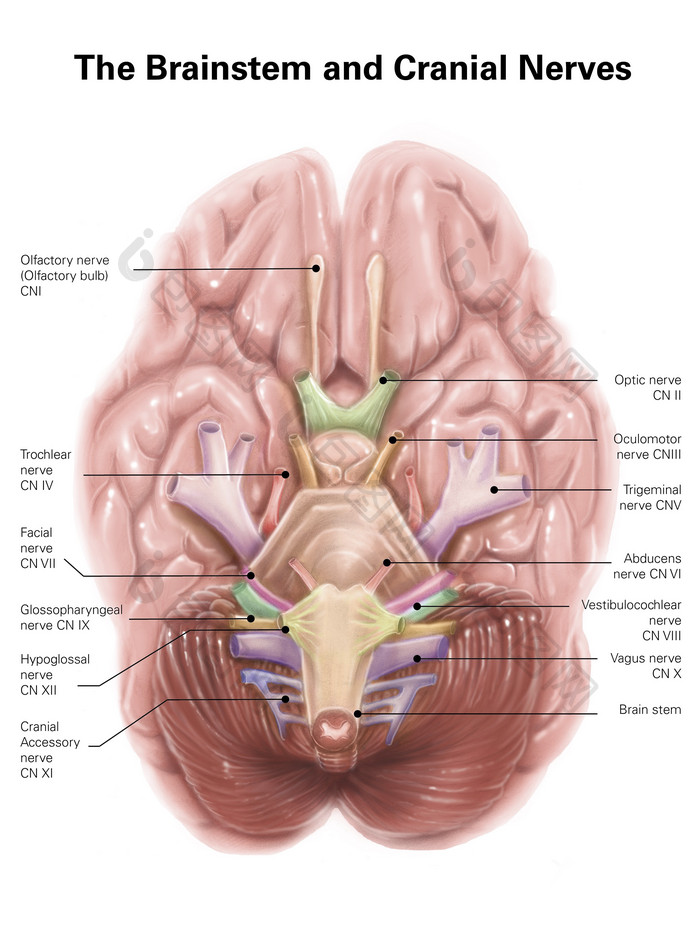人体大脑神经解剖示例图