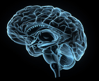 大脑人类头医学