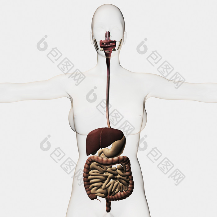 人体消化器官示例插图