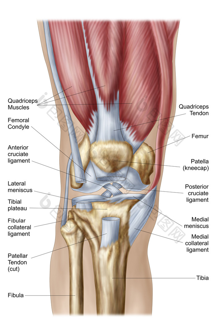 人体膝盖骨骼肌肉韧带结构图