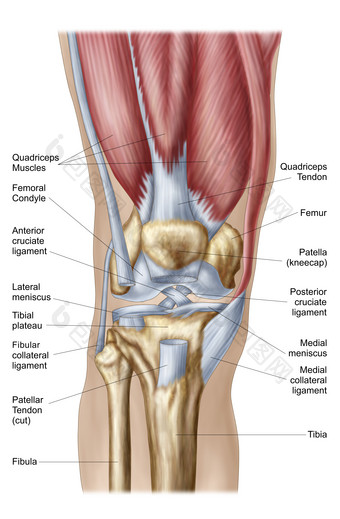人体膝盖骨骼肌肉韧带结<strong>构图</strong>