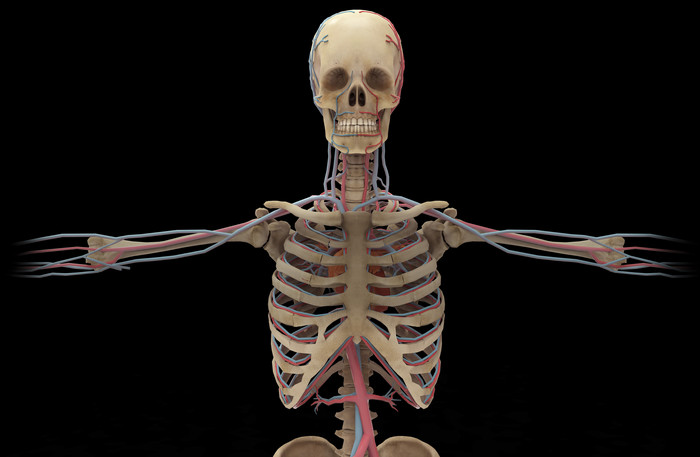 人类胸部骨架模型