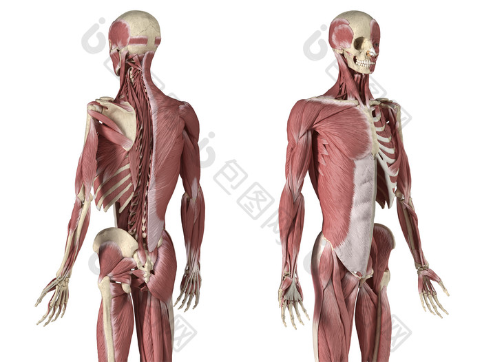 人体解剖学骨架示例图