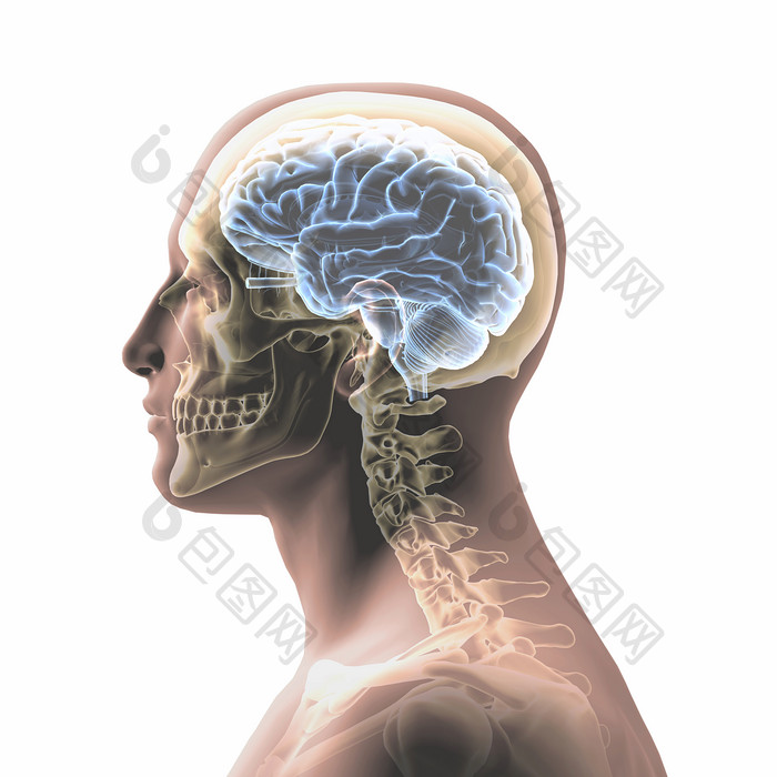 人类身体医学大脑透视图