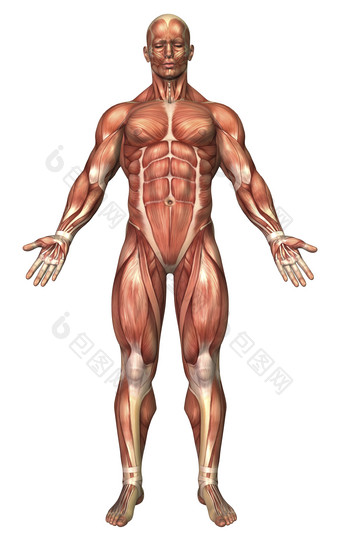 人体正面<strong>肌肉</strong>结构示例图