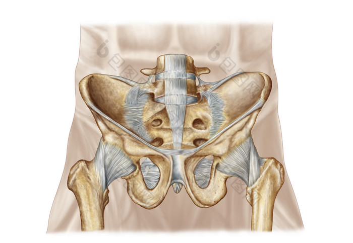 人體骨盆骨骼結構圖